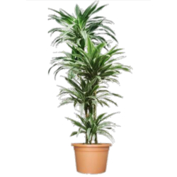 داخلي - دراسينا وارنيكي 4ساق 150سم