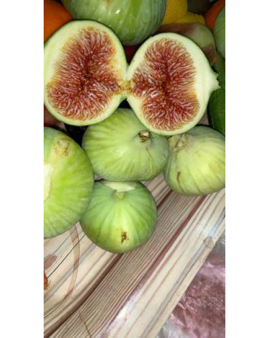 Figs - Loso Gold figs 30-50 cm