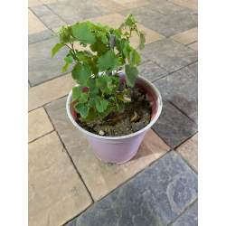 العنب - عنب الباحة 30 - 50 سم العنب - عنب الباحة 30 - 50 سم