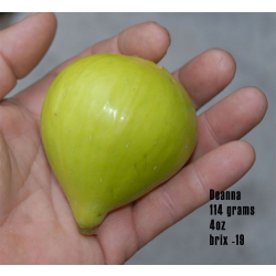 التين - تين ديانا 30 - 50 سم