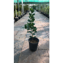 فيكس بوكلين 60-70سم فيكس بوكلين 60-70سم