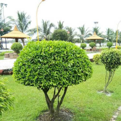 فيكس باندا 60 -90 سم 