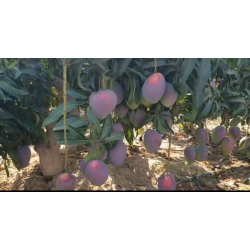 المانجو - مانجو كريمسون عمر ثلاث سنوات ونص المانجو - مانجو كريمسون عمر ثلاث سنوات ونص