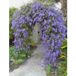 اكليل الملكة 90 - 110 سم 