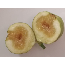 التين - تين وزيري 130-170