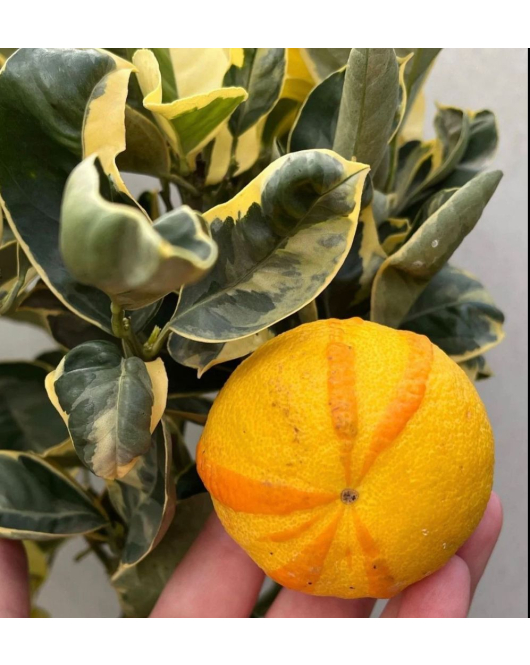 البرتقال - برتقال مبرقش بنك عمر سنتين
