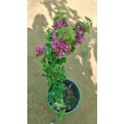 الجهنمية - جهنمية قزمي زهري 30- 50 سم  الجهنمية - جهنمية قزمي زهري 30- 50 سم