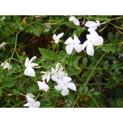 الياسمين - ياسمين شامي 40 - 60 سم -  الياسمين - ياسمين شامي 40 - 60 سم -