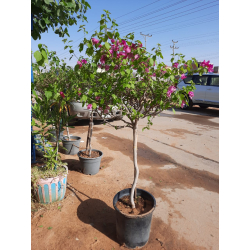 الجهنمية - جهنمية فوشي شماسي 100 - 120 سم 