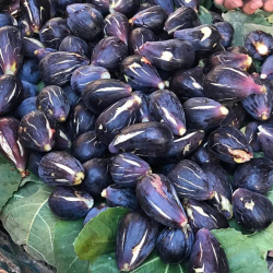 التين - تين الغداني المغربي 20 - 40 سم  التين - تين الغداني المغربي 20 - 40 سم