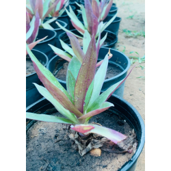 صبار ريو 15 - 20 سم صبار ريو 15 - 20 سم