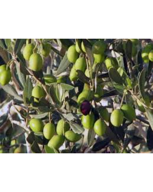 الزيتون - زيتون نيبالي 100 - 130 سم