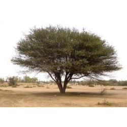 سيال 10 - 20 سم سيال 10 - 20 سم