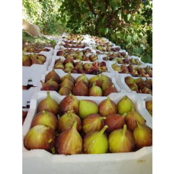 التين - تين براون تركي 20 - 40 سم  التين - تين براون تركي 20 - 40 سم