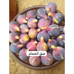 تين عنق الحمام 20 - 30 سم