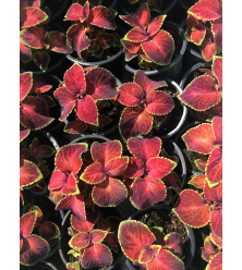 سجاد احمر 15 - 20 سم