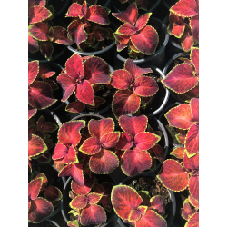 سجاد احمر 15 - 20 سم