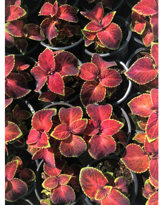 سجاد احمر 15 - 20 سم