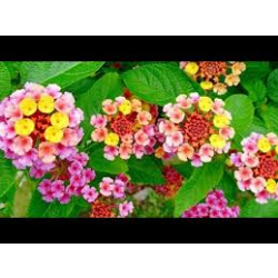 لانتانا كمارا -40 - 60 سم 