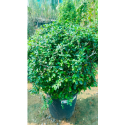 كرمونيا كروي 50 - 60سم  كرمونيا كروي 50 - 60سم