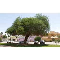 البرسوبس - برسوبس 70 - 130 سم البرسوبس - برسوبس 70 - 130 سم