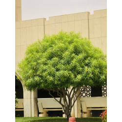 تفتيا اصفر 60 - 90 سم