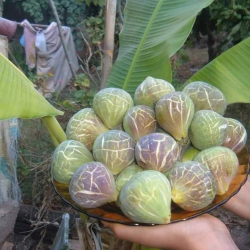 التين - تين شتوي الاخضر 40 - 70 سم 