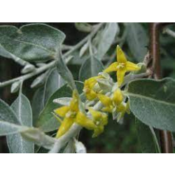 زيزفون سوري 50 - 70 سم