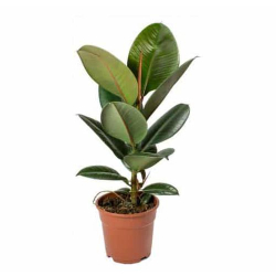 فيكس مطاط -روبستا - 70سم 