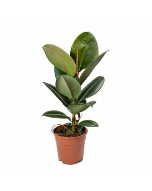 فيكس مطاط -روبستا - 70سم 