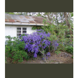 اكليل الملكة 90 - 110 سم 