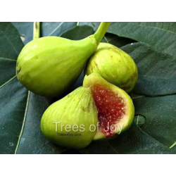 التين - تين بروكلين وايت 5 - 10سم