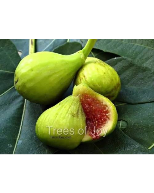 التين - تين بروكلين وايت 5 - 10سم التين - تين بروكلين وايت 5 - 10سم