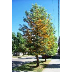 البلوط - بلوط الحريري - سنديان حريري 90-130 سم