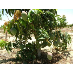 المانجو - مانجو كنت عمر سنتين المانجو - مانجو كنت عمر سنتين