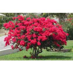 جهنمية بلدي - الجهنمية - جهنمية فوشي 80 - 110 سم 