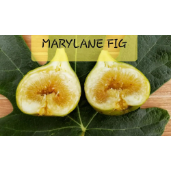 التين - تين ماري لين سيدلس 10 - 20 سم التين - تين ماري لين سيدلس 10 - 20 سم