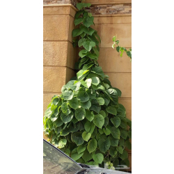 سلك التلفون 70 - 100 سم 