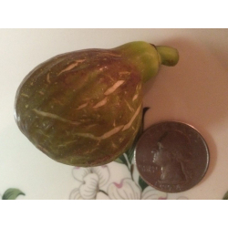 التين - تين سالس 40-50سم التين - تين سالس 40-50سم