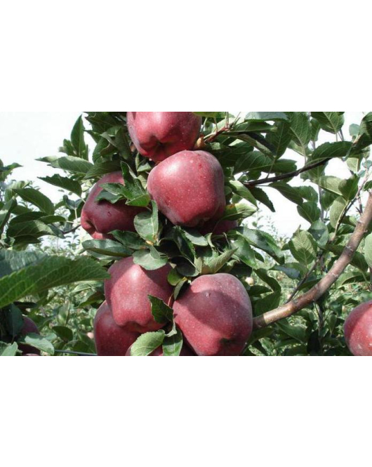 التفاح - تفاح ستاركن  احمر  خريفي سنتين ونص 