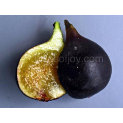 التين - تين ووهان الصيني 10 - 20 سم 