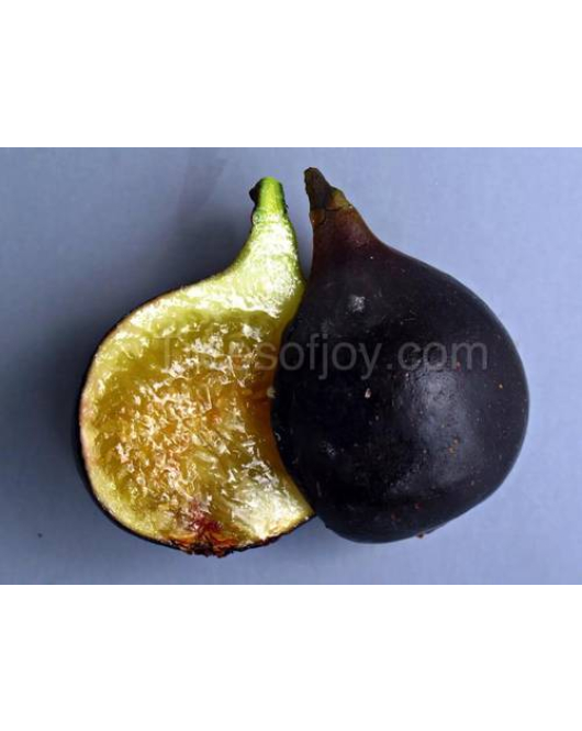 التين - تين ووهان الصيني 10 - 20 سم التين - تين ووهان الصيني 10 - 20 سم