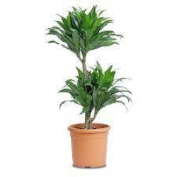 داخلي - دراسينا كومباكتا 2ساق 70سم 