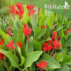 كنا ورق اخضر زهرة احمر 40 - 60 سم 