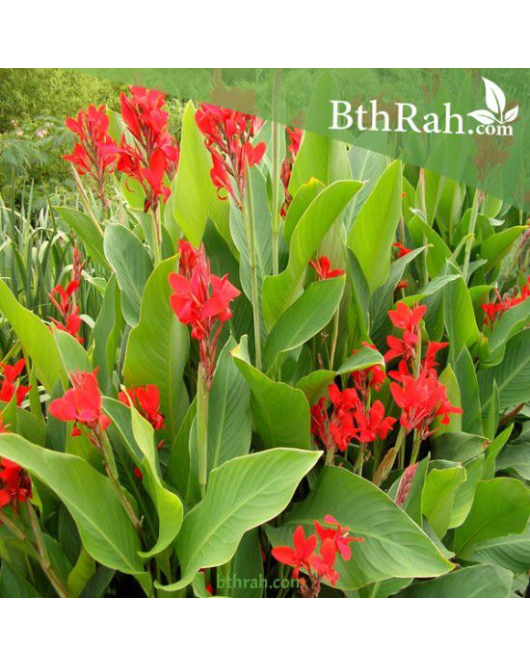 كنا ورق اخضر زهرة احمر 40 - 60 سم 