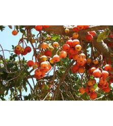 التين - تين جميز 60 - 110 سم