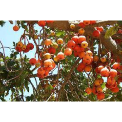 التين - تين جميز 20 - 40 سم