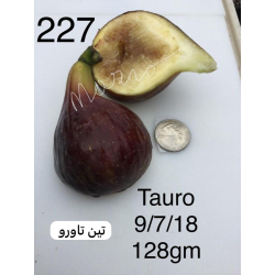 التين- تين تاورو 20- 30 سم