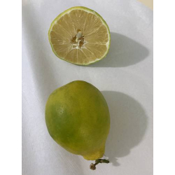 الليمون - ليمون ماير مطعم عمر سنتين ونص