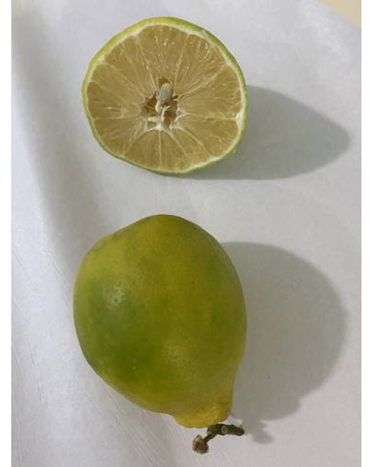 الليمون - ليمون ماير مطعم عمر سنتين